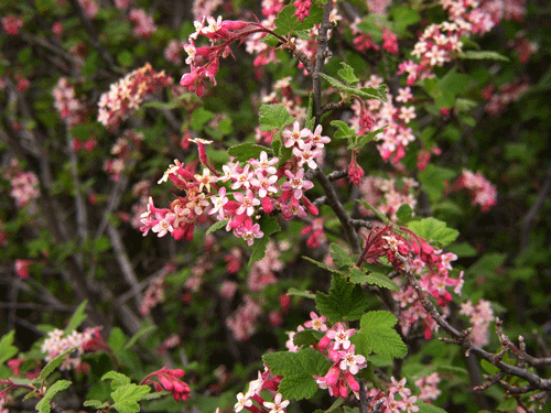 Chaparral Currant