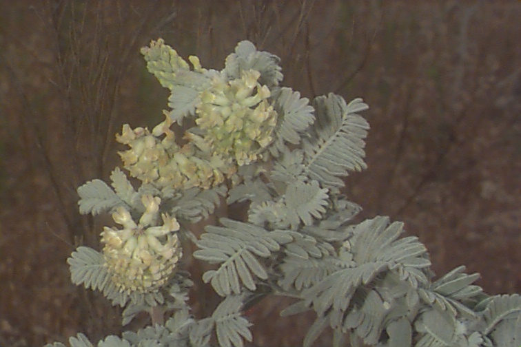 Ventura Marsh Milkvetch